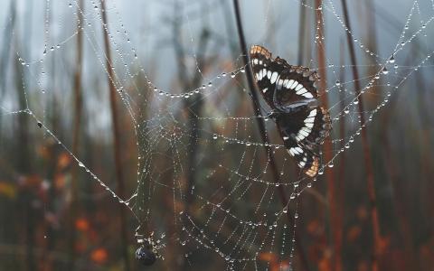 蝴蝶坐在蜘蛛网上
