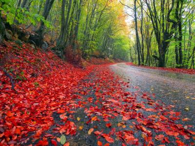 路上散落着红叶