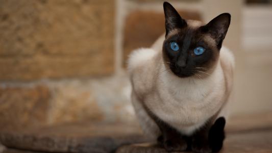 美丽的蓝眼睛的暹罗猫的外观
