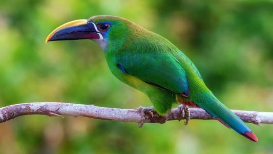 一只在热带地区有一个大喙的绿色小鸟