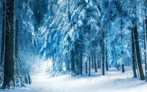 童话冬季森林