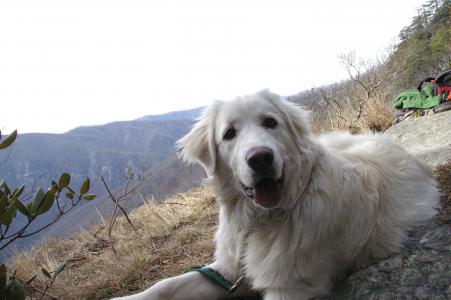 伟大的比利牛斯山犬在山上