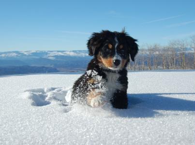 Bernese牧羊犬的小狗在雪堆里