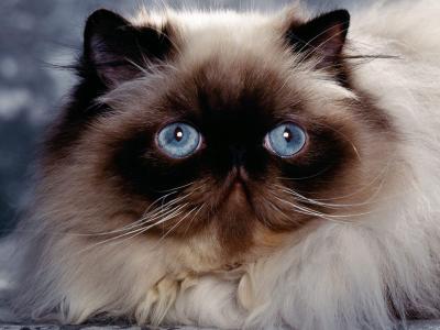 喜马拉雅猫的蓝眼睛