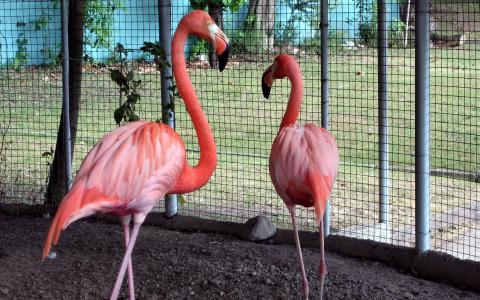 粉红色的火烈鸟在动物园里