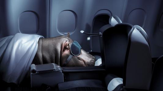 巨兽在飞机上睡着了