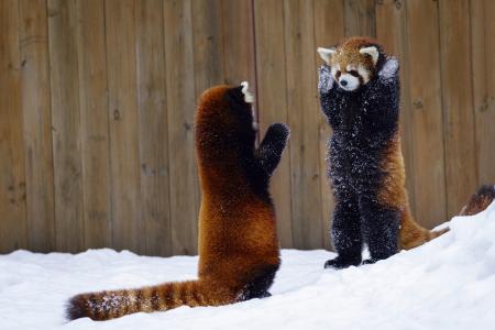 两只顽皮的小熊猫在雪地里