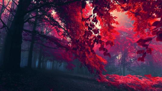 红色的秋天树叶在树上