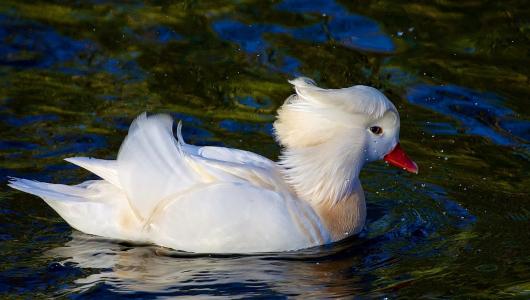 白鸭子在水面上游泳