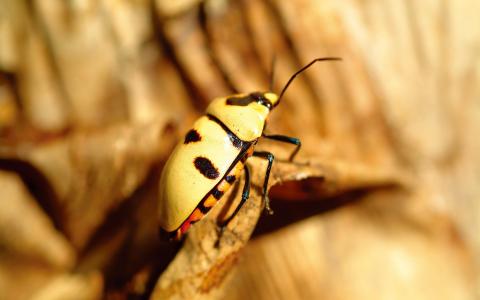 黄色的甲虫