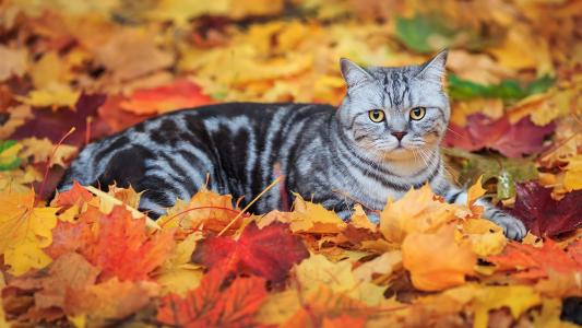 猫躺在落叶上
