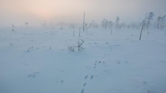 芬兰的积雪的领域