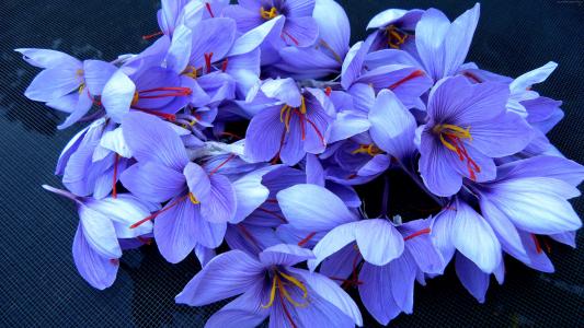 美丽的紫罗兰花藏红花