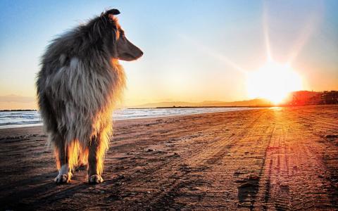 在日落的牧羊犬