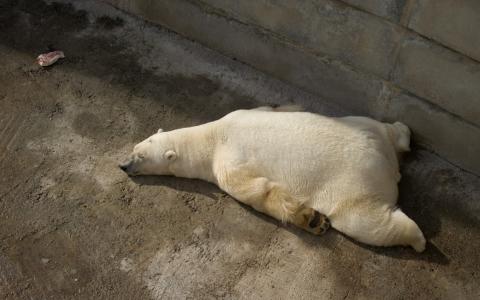 一头休息的北极熊