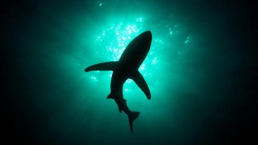 在水之下的鲨鱼的轮廓