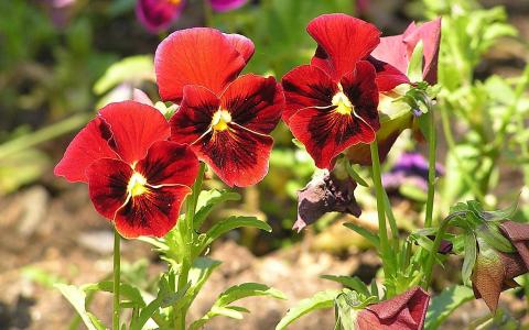 美丽的红色花朵三色堇