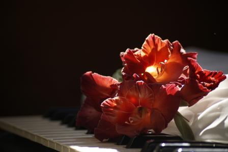 红色唐菖蒲躺在钢琴键上