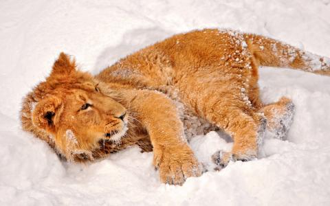 幼狮坐落在雪地里