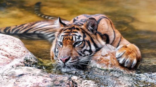 美丽的浮动老虎
