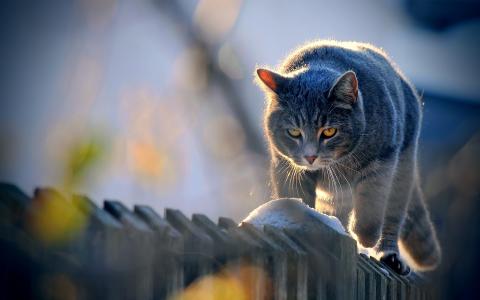 猫走过篱笆