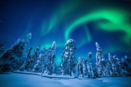 北极光在冰雪覆盖的冷杉，芬兰的天空