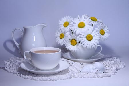 白杯可可与一壶和白色的雏菊的桌子上