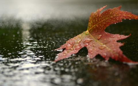 秋天的叶子躺在雨中