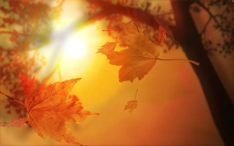 秋天的落叶在阳光下