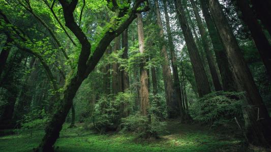 美国加州红杉树在森林里