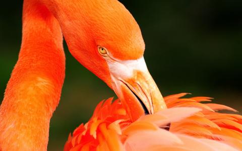 橙色的火烈鸟