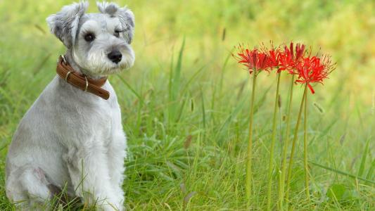 一只小雪纳瑞小狗坐在旁边的红色花朵
