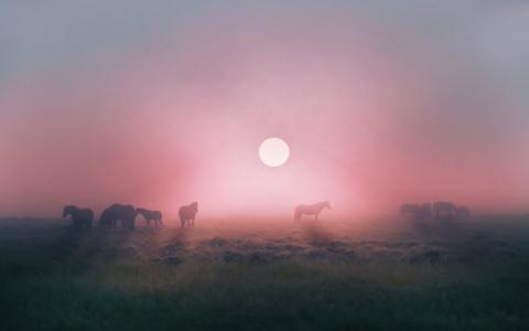马在日出时在雾中吃草