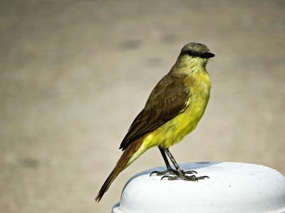 一只不寻常的黄色乳房的鸟