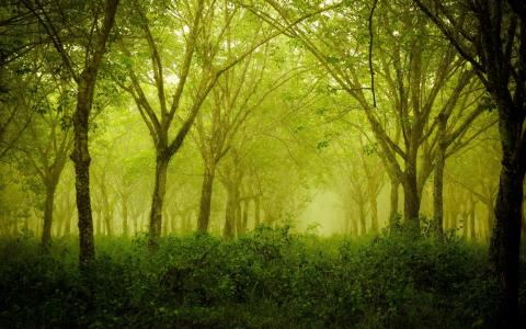在森林里的绿色阴霾