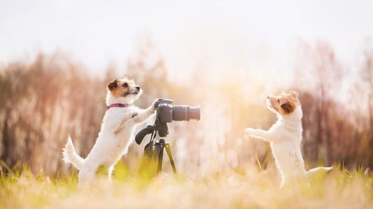 两只狗摄影师