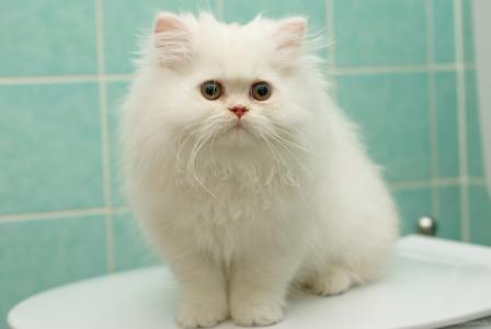 小白猫在浴室里