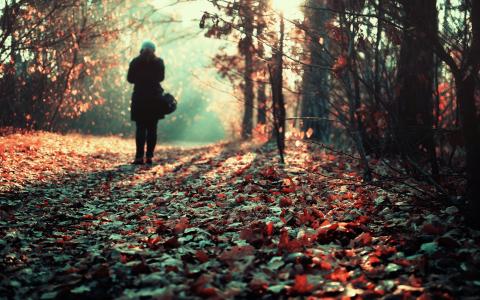 秋天在森林里散步