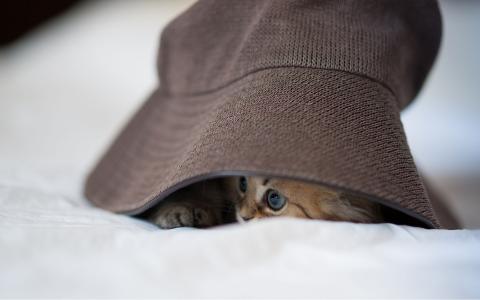 小猫在帽子下