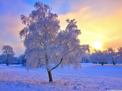 雪，冰冻的树，冬天的晚上