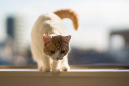 窗台上的小猫