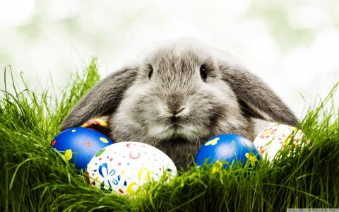 绿草，复活节彩蛋，复活节兔子