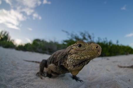 蜥蜴在沙滩上的沙子