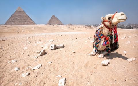 骆驼休息在埃及沙漠