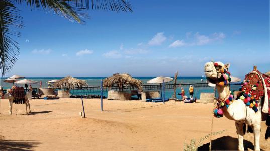 骆驼在El Gouna，埃及的海滩上
