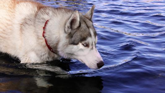 赫斯基狗站在水中