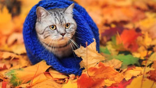 猫在一个温暖的围巾秋天的树叶