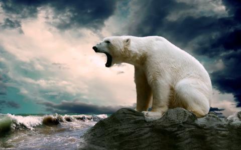 北极熊坐在一块岩石上，看着大海