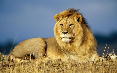 狮子王的野兽