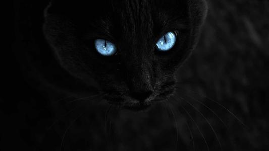 在黑色背景上的蓝眼睛的黑猫